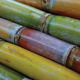 Cannes à sucre Guadeloupe