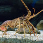 LANGOUSTE Royale VIVANTE 600Gr / 800Gr